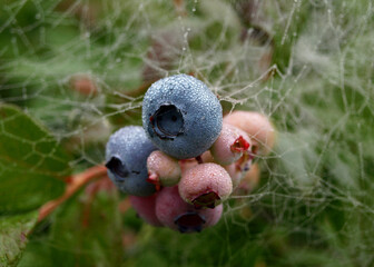 blueberry field, close-up view of juicy blueberry berries, harvest time, autumn