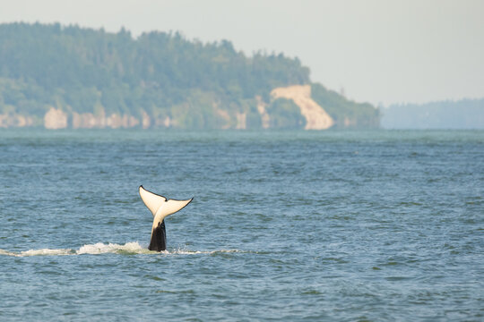 A member of the T36A transient orca pod lifts her tail out of the water off the coast of Point Roberts, Washington, during a whale watching trip.