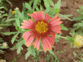 red dahlia flower in garden