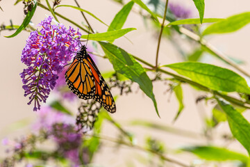 Orange monarch butterfly pollinating purple flowers of butterfly bush in garden
