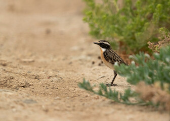 Whinchat near bushes, Bahrain