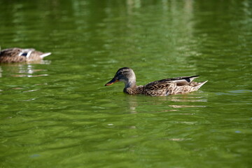 wild ducks swim on the river