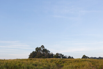 Obraz premium landscape with trees Khao Yai National Park Thailand