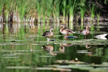 wild ducks swim on the river