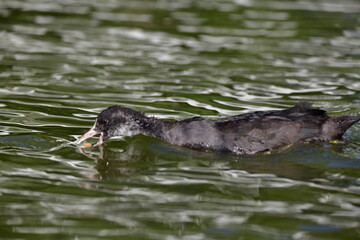 wild ducks swim on the river