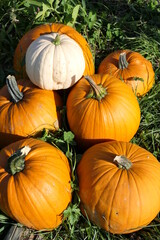 Four orange pumpkins and one white squash are stacked on the meadow