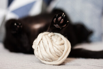 black cat sleeping on its back on gray sofa a skein of white thread for knitting, selective soft focus.