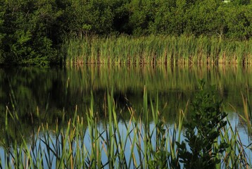 Reeds on the beautiful Lakeside 