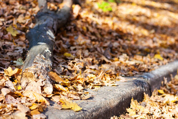 Dry red yellow leaves on the sidewalk in autumn fall on a sunny day