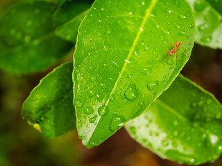 Water droplets on lemon leaves and minimal  red ant.Photo select focus.
