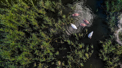 łabędzie z lotu ptaka, rodzina łabędzi na stawie © Franciszek