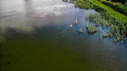 łabędzie z lotu ptaka, rodzina łabędzi na stawie © Franciszek