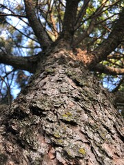 tree trunk with moss