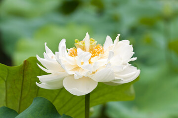 white blossom lotus