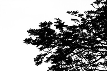 branches of a tree isolated on white background