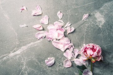 Beautiful peony flower with pink petals on marble background. Top view. Flat lay. Copy space