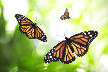 Beautiful monarch butterflies flying in green garden