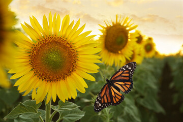 Amazing monarch butterfly near beautiful sunflower