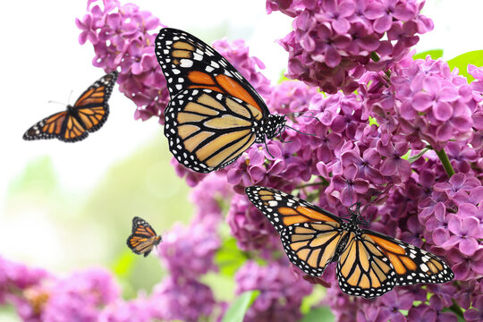 Amazing monarch butterflies in lilac garden, closeup