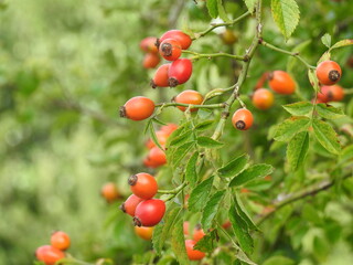 red berries of a bush