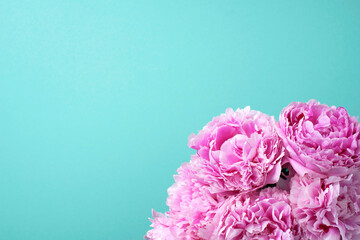Wedding, birthday, anniversary bouquet. Pink peony flower on blue background. Copy space. Trendy pastel floral composition. Woman day, Mother's day. Macro of peonies flowers