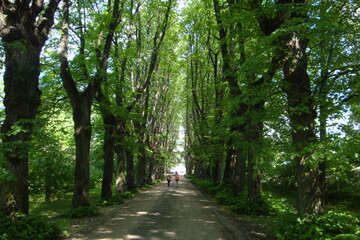 alley in the park