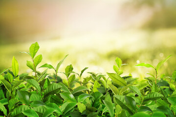 Fototapeta na wymiar Tea plantation. Plants with fresh green leaves, closeup