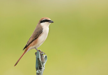 Red-tailed Shrike perched on a sprinkler, Bahrain