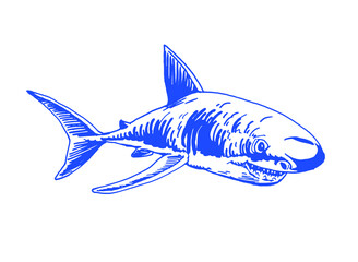 Vector blue shark isolated on white background, graphical illustration,logo element