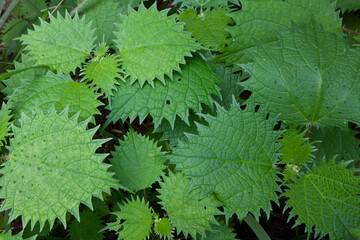 green plant leaves