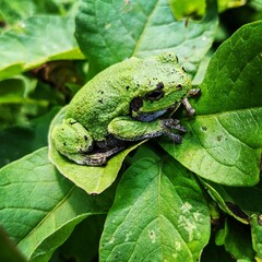 Tree Frog 