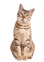 Cute Bengal cat or kitten looks pensively and plaintively at camera and is isolated against white...