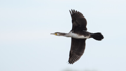 Kormoran im flug