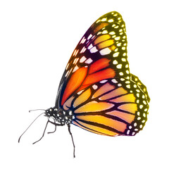 Amazing bright color butterfly isolated on white