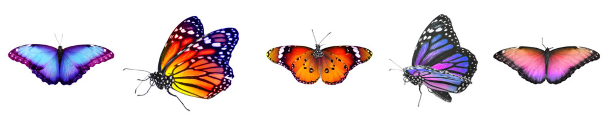 Collection of amazing bright butterflies isolated on white. Banner design