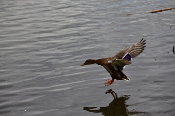 wild ducks swim on the river