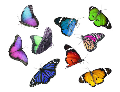 Amazing different butterflies flying on white background © New Africa