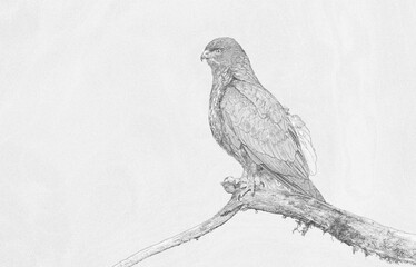 Fototapeta premium Common buzzard (Buteo buteo) sketch