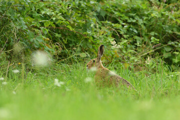 Naklejka na ściany i meble Portrait of brown hare wildlife on the meadow field