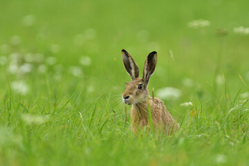 Portrait of wild brown hare head lurking from the grass