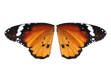 Beautiful plain tiger butterfly wings on white background