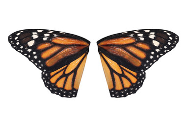 Obraz premium Beautiful monarch butterfly wings on white background
