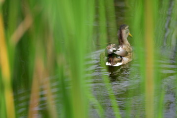 wild ducks swim on the river