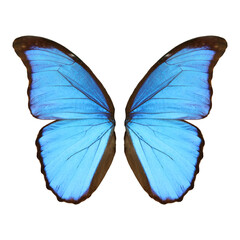 Beautiful morpho butterfly wings on white background
