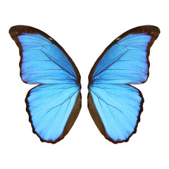 Beautiful morpho butterfly wings on white background