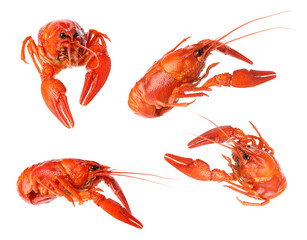 Set of tasty cooked crayfishes on white background