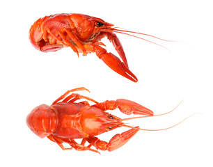 Two tasty cooked crayfishes on white background
