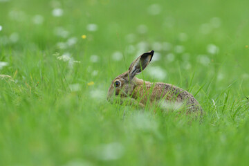 Brown hare eats spring grass on the meadow