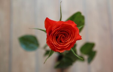 Red rose on isolated gray background. Happy birthday, Valentine day card.