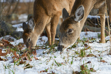 Deer in winter forest